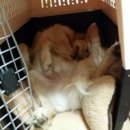 누리켄넬 이미지