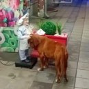 더바른동물병원 앞 이미지