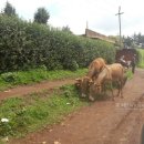 달구지주유소 이미지