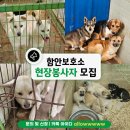 [함안보호소] 유기견 보호소 봉사 궁금하신가요?! 보호소 현장 봉사자님을 찾습니다🐶 이미지