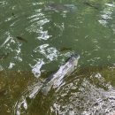 올드 트리 | 여행 가봐야할 곳 툴라포스, 살락둥비치, 캄부가하이 폭포, 하피타냔 마녀 빗자루, 올드트리, 투보드 비치