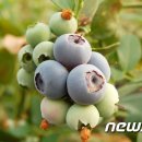 박광순농장 이미지