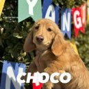 남양주켄넬 이미지