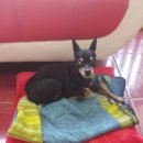 뿌리네 애견샵 이미지