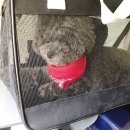 명랑도그 이미지