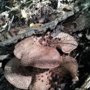 자연산 버섯 의종류 이미지