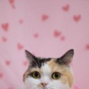 이쁘면다냥 이미지