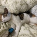 중문동물병원 이미지