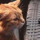 하트펫동물병원 이미지