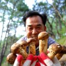 송이송이 이미지