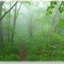 안개숲 이미지