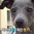 예 네이버블로그