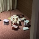 채연푸드 | 귀여워 여잔가 ..ㅎㅎ