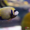 아쿠아플라넷 제주 이미지