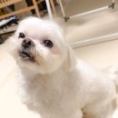 클래시독스 이미지