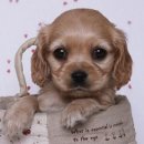 예쁜강아지 이미지