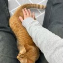 까페 놀곳 | 천안 놀만한곳 고양이카페 더캣 후기