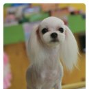 루비 애견샵 이미지