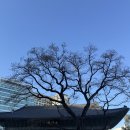 하장면 대전리 마을회관 | 천연기념물