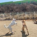 라드독 네이버블로그
