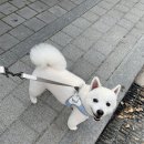 김쌤애견 이미지