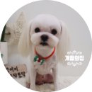 개들의 집 펫살롱 이미지