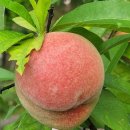 복숭아 펜션 이미지