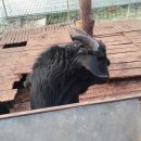 성이 염소농장 이미지