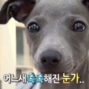 멜로우 하우스