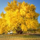 단풍세탁 이미지