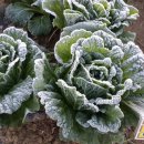 늘푸른 농장 이미지