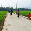 원주굽이길 원7코스 반계리은행나무길 이미지