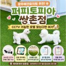 상무초병설유치원 | 광주애견유치원 추천 퍼피토피아 쌍촌점, CCTV 가능한 호텔
