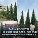 엔젤 타운 | 예쁜 전원주택 마당 조경 블루엔젤 식재 후기 모음