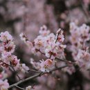 산이농원 Daum카페