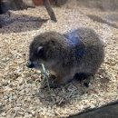 UR(파주시)-[소리천로]-하-5 | [경기/파주] 파주실내 동물원 이색 연인과의 데이트