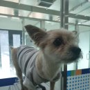 신양약국 이미지