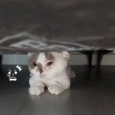 이쁘냥 | &lt;전주고양이미용추천&gt; -백설기의 첫 미용, 전주 이쁘냥에서 성공!