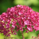 안나벨라 이미지