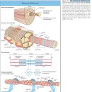 muscle contraction mechanism - 인터넷 사이트 University of Nebraska College of Medicine 교재 이미지