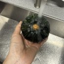 제주그밤 | [제주도/택배] 제철먹거리 / 간식추천 / 제주밤호박 / 보우짱 / 미니밤호박 / 제주맘스팜 / 내돈내산 후기