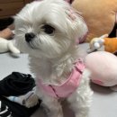 손바느질로 만드는 강아지 옷 이미지