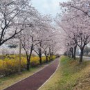 벚꽃 마카롱 이미지