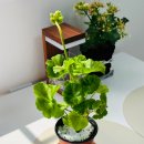 아랑농장 이미지