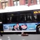 뉴욕애견 이미지