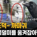 서울도심 곳곳 흉조 까마귀가 사람들을 공격 '내 목덜미를 움켜잡아' 이미지