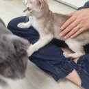 비브레이브천안