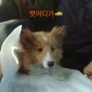 펫어디가 이미지