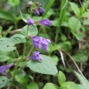 참어울림 이미지