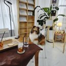 웨글웨글 이미지